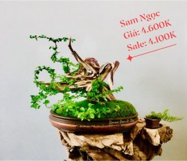 Bonsai Lũa Nghệ Thuật  SALE OFF TRI ÂN cho anh chị em may mắn