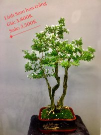 Bonsai Lũa Nghệ Thuật  SALE OFF TRI ÂN cho anh chị em may mắn