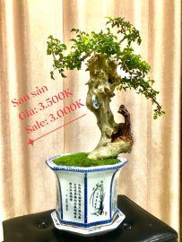 Bonsai Lũa Nghệ Thuật  SALE OFF TRI ÂN cho anh chị em may mắn