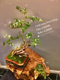 Bonsai Lũa Nghệ Thuật  SALE OFF TRI ÂN cho anh chị em may mắn