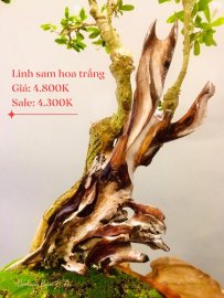 Bonsai Lũa Nghệ Thuật  SALE OFF TRI ÂN cho anh chị em may mắn