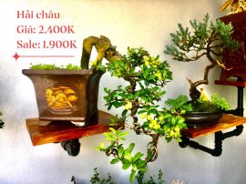 Bonsai Lũa Nghệ Thuật  SALE OFF TRI ÂN cho anh chị em may mắn