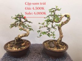 Bonsai Lũa Nghệ Thuật  SALE OFF TRI ÂN cho anh chị em may mắn