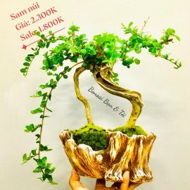 Bonsai Lũa Nghệ Thuật  SALE OFF TRI ÂN cho anh chị em may mắn