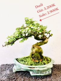 Bonsai Lũa Nghệ Thuật  SALE OFF TRI ÂN cho anh chị em may mắn