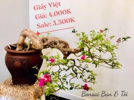 Bonsai Lũa Nghệ Thuật  SALE OFF TRI ÂN cho anh chị em may mắn