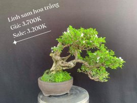 Bonsai Lũa Nghệ Thuật  SALE OFF TRI ÂN cho anh chị em may mắn