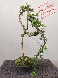 Bonsai Lũa Nghệ Thuật  SALE OFF TRI ÂN cho anh chị em may mắn