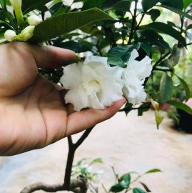 Giao lưu cây ngọc anh già chát