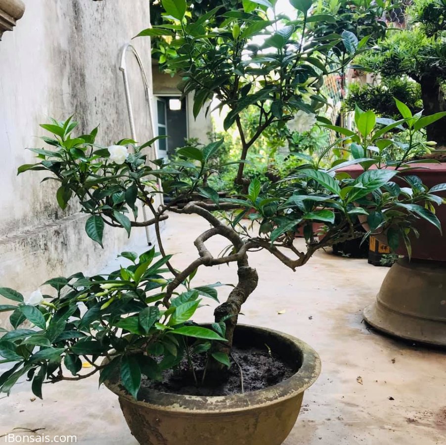 Giao lưu cây ngọc anh già chát