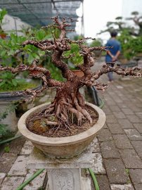 Giao lưu mọi người cây túc đỏ