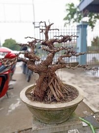 Giao lưu mọi người cây túc đỏ