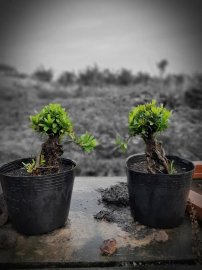 Trang đỏ chuẩn bonsai mini. Giá tham khảo chỉ vài trăm