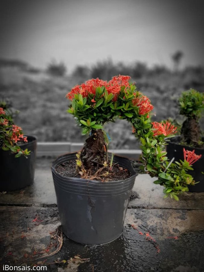 Trang đỏ chuẩn bonsai mini. Giá tham khảo chỉ vài trăm