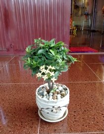 Cây trang vàng