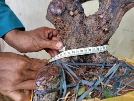 Giao lưu cây cẩm thị tàn bay đẹp