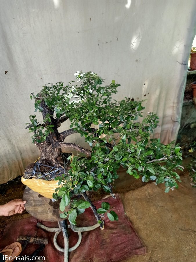 Giao lưu cây cẩm thị tàn bay đẹp