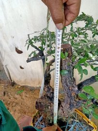 Giao lưu cây cẩm thị tàn bay đẹp