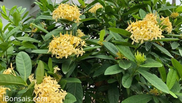 Xuất lô Mẫu đơn vàng ta búp xanh