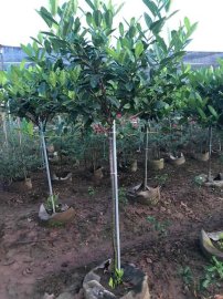 Xuất lô Mẫu đơn vàng ta búp xanh