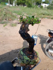 Giao lưu cây trực lắc đẹp giá 150k slh 0932037789