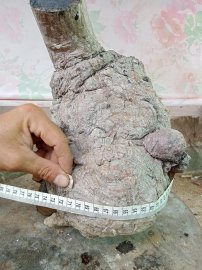 Cục cốc chua rừng u bú giá 450k