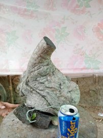 Cục cốc chua rừng u bú giá 450k