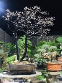 Cẩm thị khoe xương ạ
