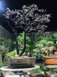 Cẩm thị khoe xương ạ