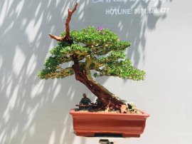 Tp Linh sam zin ạ