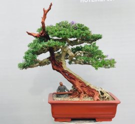 Tp Linh sam zin ạ