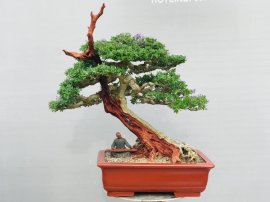 Tp Linh sam zin ạ