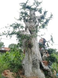 Gl ae cây hoàng anh mộc (cây duối)