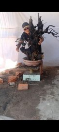 Gl ae cẩm thị sống khoẻ