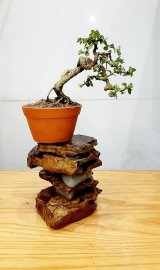 Em khoe đôn ạ chứ hết cây đẹp rồi