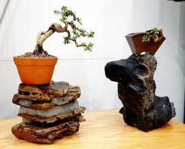 Em khoe đôn ạ chứ hết cây đẹp rồi