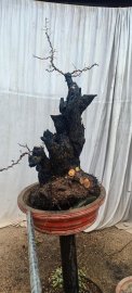 Cẩm thị sống khoẻ.. cay ra um tùm cành lá...gl ae