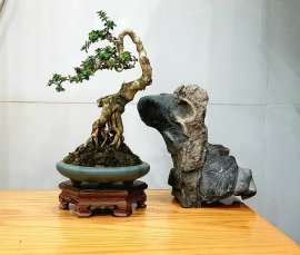 Tự nhiên có người tặng chậu cho mình vào cây hà