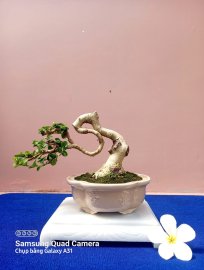 Sam hương