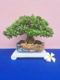 Linh sam tùng nguyên già thân lên xù nu đế đẹp 24 giờ