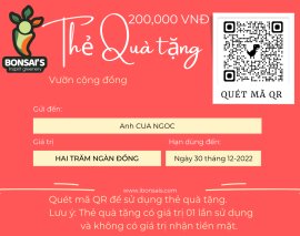 Linh sam tùng nguyên già thân lên xù nu đế đẹp 24 giờ