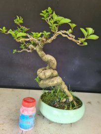 Giao lưu 3 cây sam hương quái