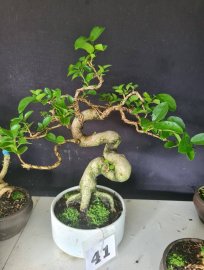 Giao lưu 3 cây sam hương quái