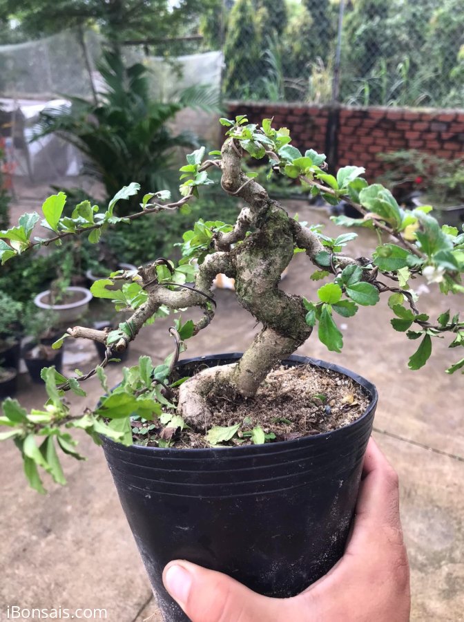 Trà Phúc Kiến 500k