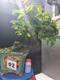 Mai vàng tự quắn gluu cả nhà