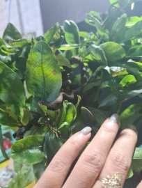 Mai vàng tự quắn gluu cả nhà