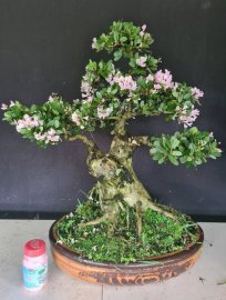 Linh sam hồng phấn đang hoa