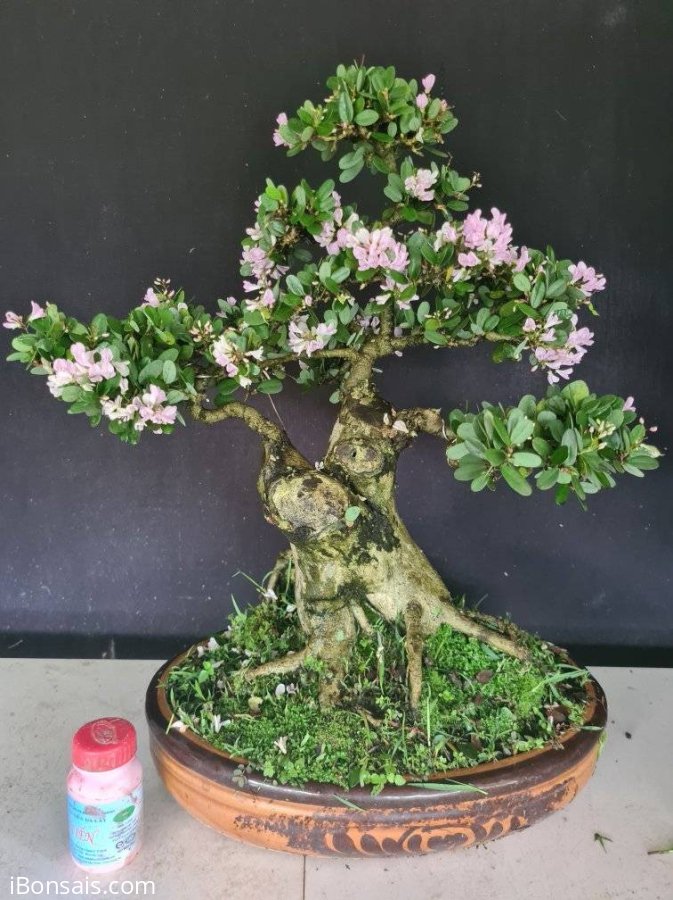 Linh sam hồng phấn đang hoa