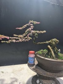 Gluu 3 cây cần thăng đọt hồng, cánh bướm