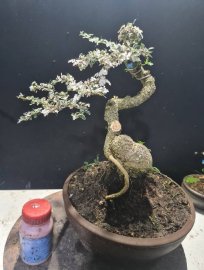 Gluu 3 cây cần thăng đọt hồng, cánh bướm